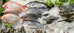 Panga y Tilapia